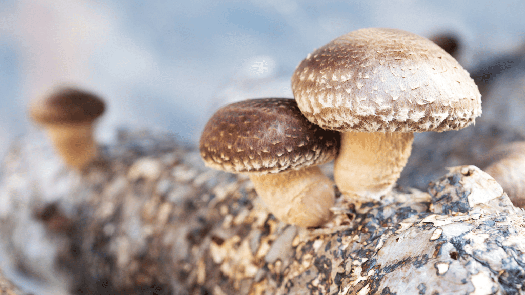 Are Mushrooms Aphrodisiacs A Complete Mushrooms for Sex Guide